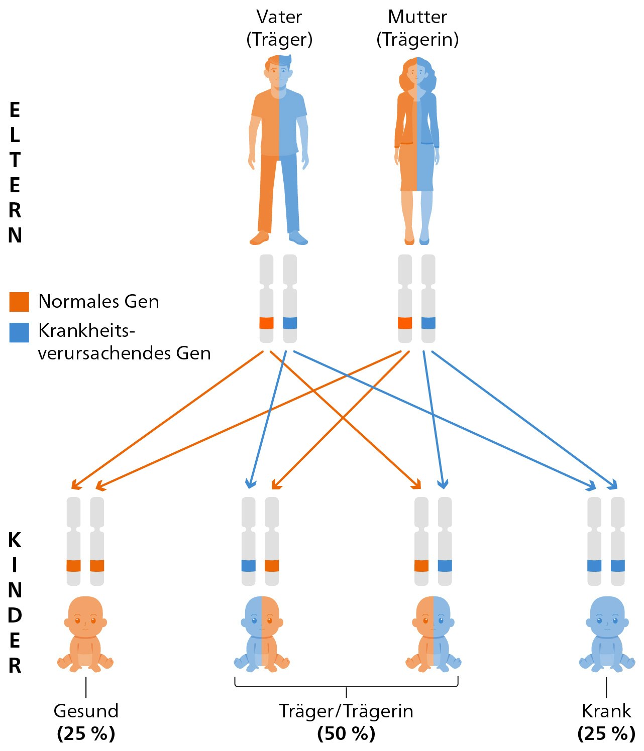 Kernaussage der Infografik: «Träger» tragen nur eine Kopie eines krankheitsverursachenden Gens und sind selbst gesund. Wenn zwei Träger miteinander Kinder bekommen, besteht eine 25-prozentige Wahrscheinlichkeit, dass das Kind 2 Kopien des krankheitsverursachenden Gens erbt und die Krankheit ausbricht. In 50 Prozent der Fälle erbt das Kind nur eine Kopie des krankheitsverursachenden Gens und gilt selbst als Träger bzw. Trägerin. In den restlichen 25 Prozent erbt das Kind zwei normale Kopien des Gens und gilt als gesund.