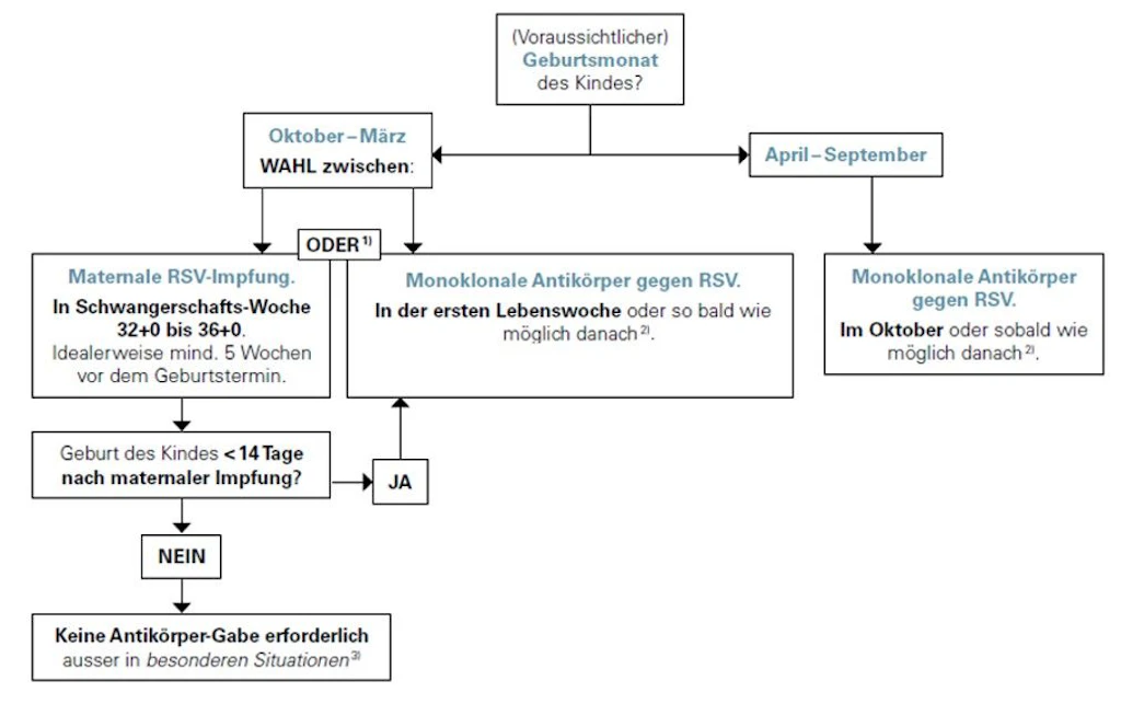 Algorithmus zur maternalen RSV-Impfung, bzw. zur RSV-Immunisierung von Kindern im ersten Lebensjahr (in Abhängigkeit des (voraussichtlichen) Geburtsmonats).