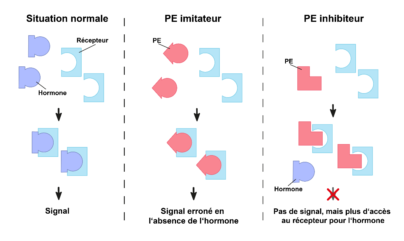 Le graphique est divisé en trois parties : à gauche, l'état normal est décrit, les hormones se fixant aux récepteurs et envoyant ainsi des signaux au cerveau. Au milieu, on montre comment certains perturbateurs endocriniens imitent les hormones, se fixent sur les récepteurs et envoient ainsi des signaux erronés. À droite, on voit comment certains perturbateurs endocriniens bloquent les récepteurs et empêchent les hormones de s'arrimer, ce qui empêche l'envoi de signaux.