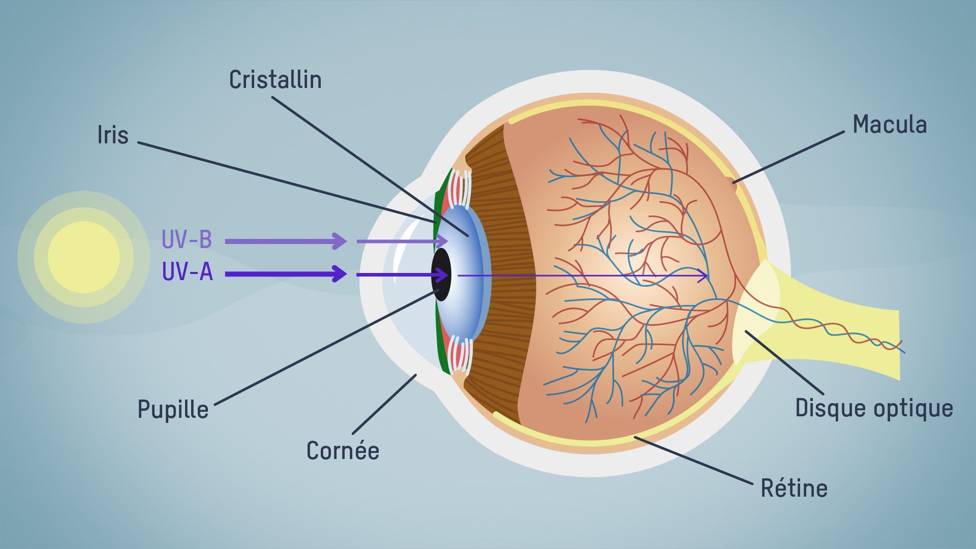 Les effets des rayons UV sur les yeux