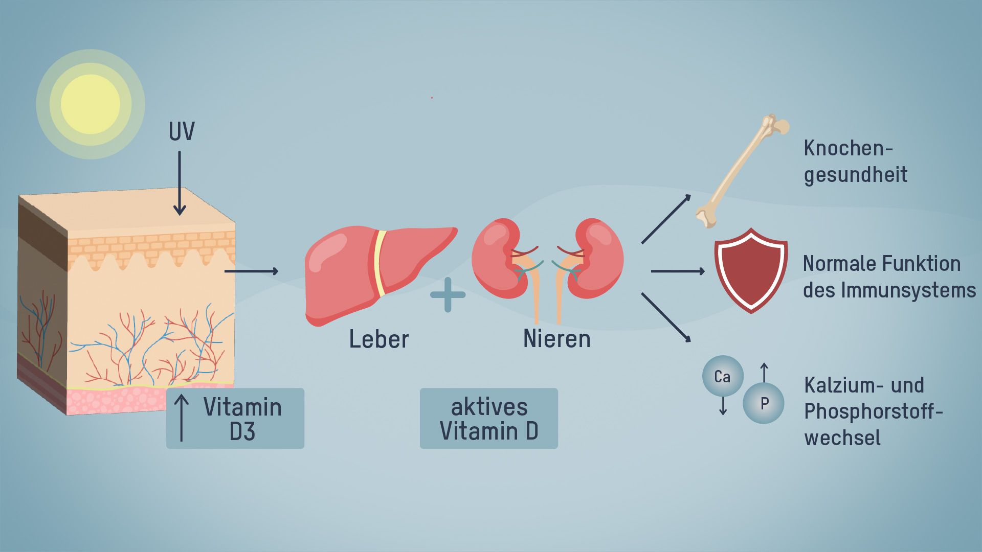 La vitamine D grâce au rayonnement solaire