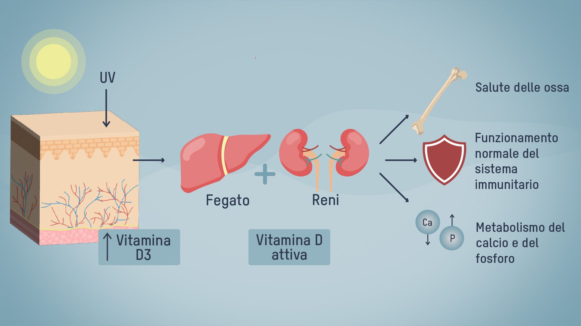 Vitamina D e raggi solari
